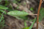 Healing croton